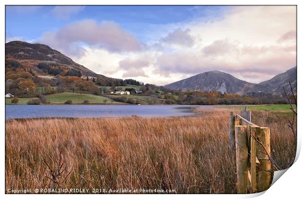"Loweswater towards Darling Fell" Print by ROS RIDLEY
