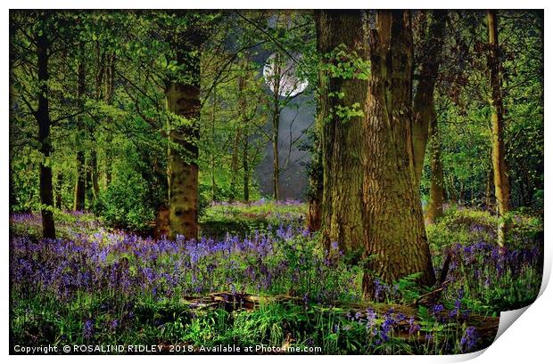 "Moonlit Bluebell woods" Print by ROS RIDLEY