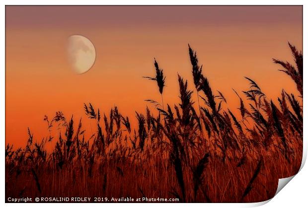 Moon over Reeds Print by ROS RIDLEY