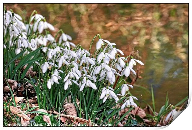 "Snowdrops by the stream" Print by ROS RIDLEY