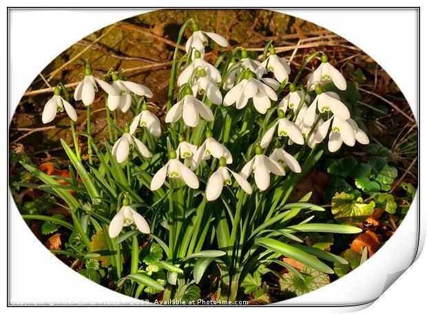 "Snowdrops in memory" Print by ROS RIDLEY