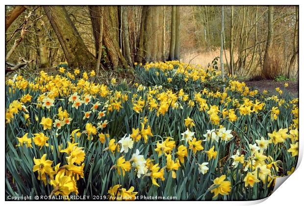 "Daffodils in the wood 2" Print by ROS RIDLEY