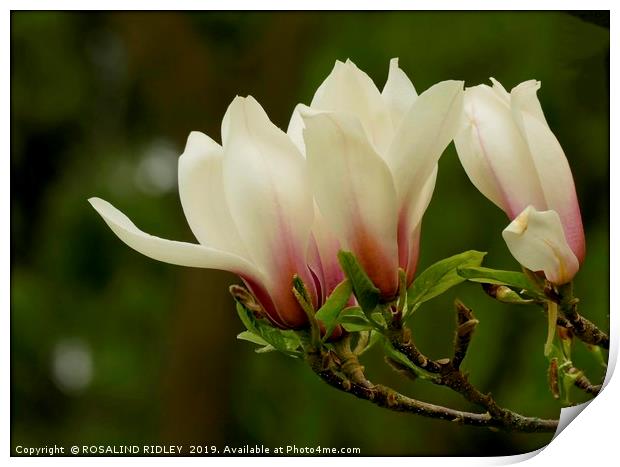 "Soft Magnolia 2 " Print by ROS RIDLEY