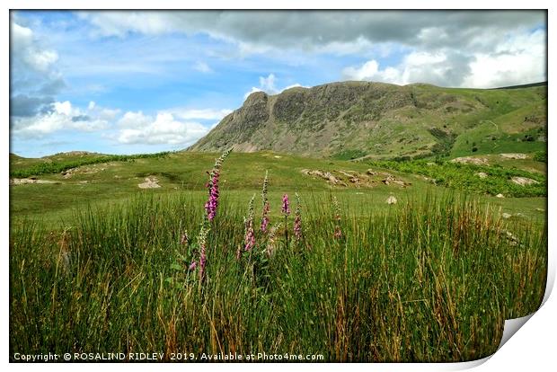 "Bronzing grasses and foxgloves  at Wasdale" Print by ROS RIDLEY
