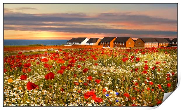 "Sunset over the poppies" Print by ROS RIDLEY