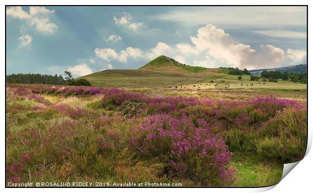 "Heather on the North York Moors" Print by ROS RIDLEY