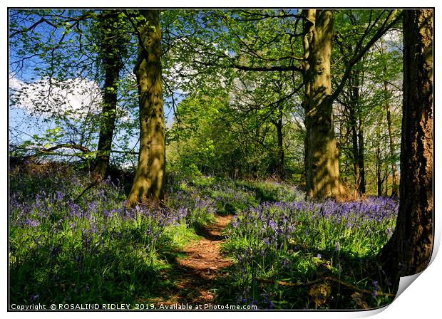 "Afternoon sunshine in the bluebell wood" Print by ROS RIDLEY