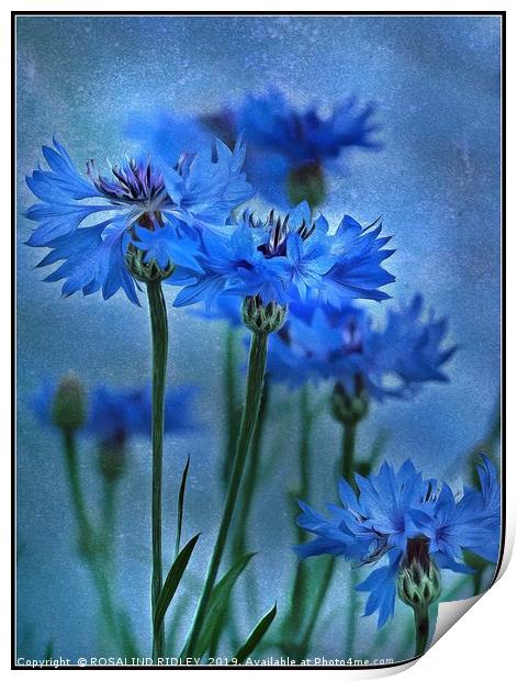 "Cornflowers in the breeze" Print by ROS RIDLEY