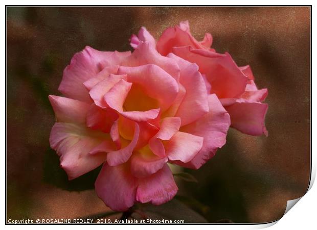 "Antique rose" Print by ROS RIDLEY