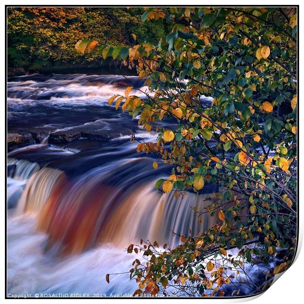 "Autumn tree at Richmond waterfall" Print by ROS RIDLEY