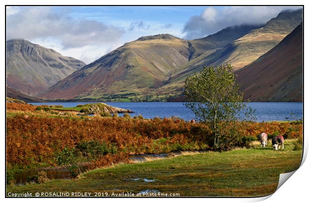 "Golden hour autumn at Wastwater" Print by ROS RIDLEY