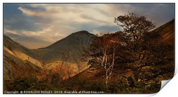 "Autumn trees and Great Gable" Print by ROS RIDLEY