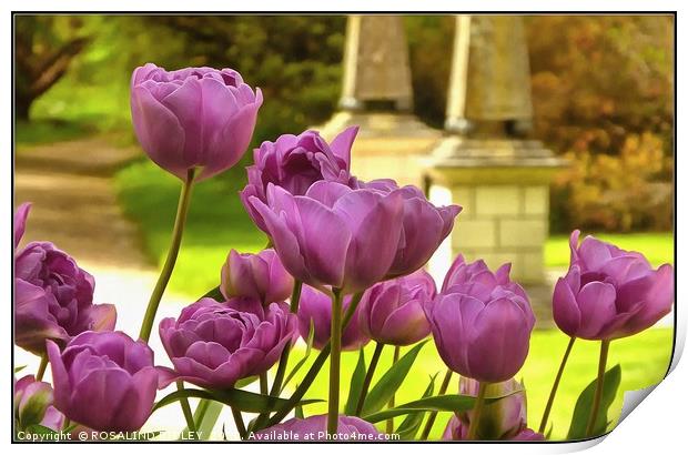 "Tulips at Holker Hall" Print by ROS RIDLEY