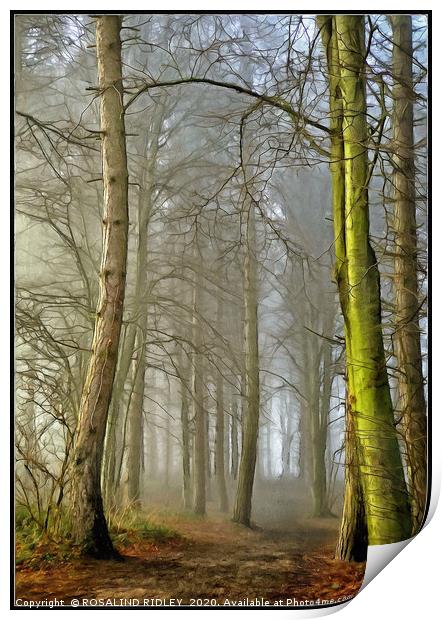 "Portrait of a foggy wood" Print by ROS RIDLEY