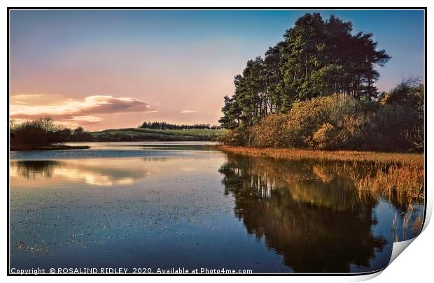 "Evening reflections at Lindean Loch Nature reserv Print by ROS RIDLEY