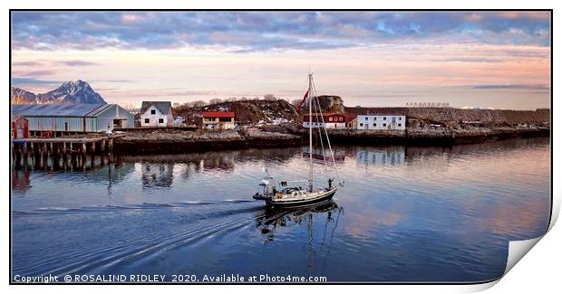" Sailing  into Lofoten sunset" Print by ROS RIDLEY