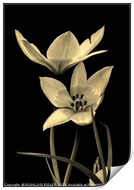 "Tulip Duo monochrome" Print by ROS RIDLEY