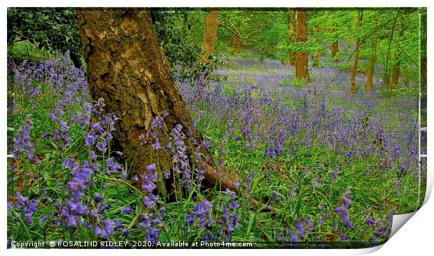 "Bluebells Forever" Print by ROS RIDLEY