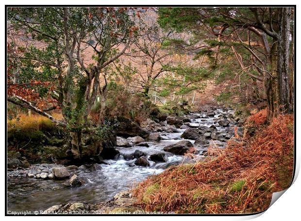 "Autumn stream Wasdale" Print by ROS RIDLEY