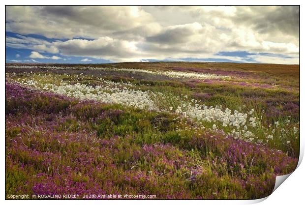 "Storm clouds over heather and cotton grass" Print by ROS RIDLEY