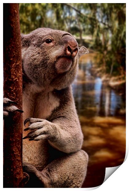 Koala Bear Print by paul willats