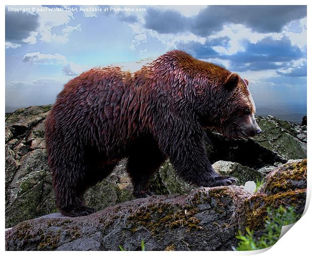 Kodiak Bear (Grizzly)  Print by paul willats