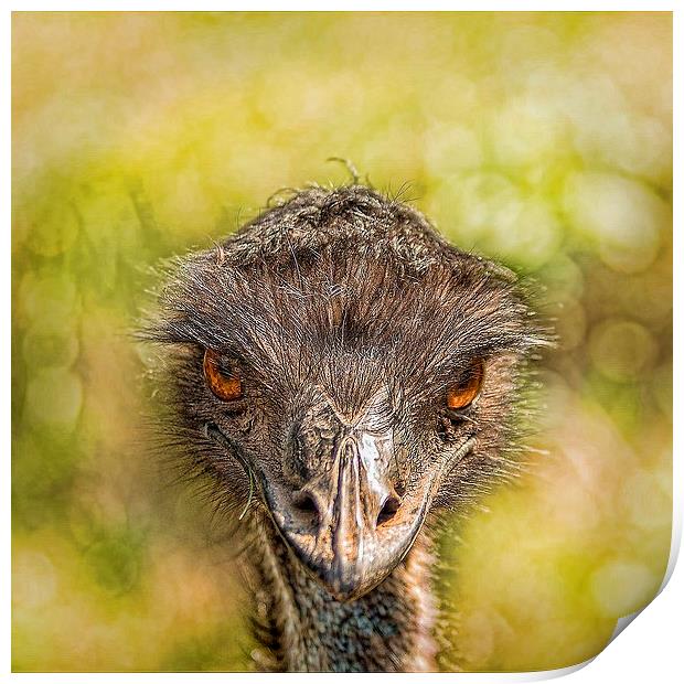 AUSTRALIAN EMU Print by paul willats