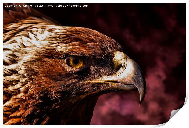  EAGLE Print by paul willats