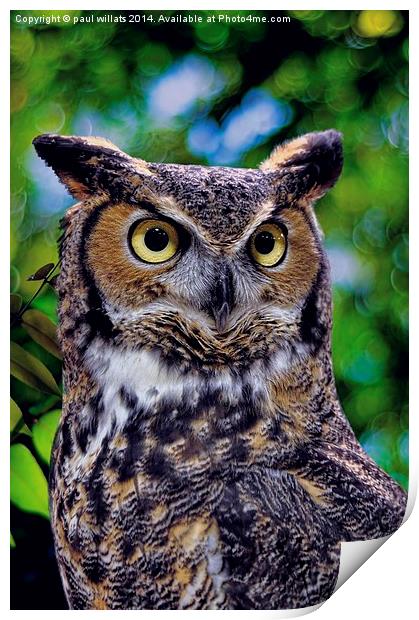 GREAT HORNED OWL Print by paul willats