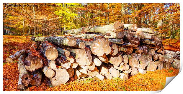 Logs in the Woods Print by Ian Danbury