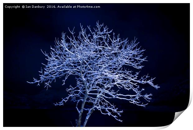 Snow Tree Print by Ian Danbury