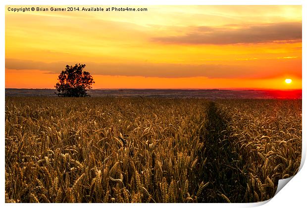  Sunset over the Wheat Print by Brian Garner