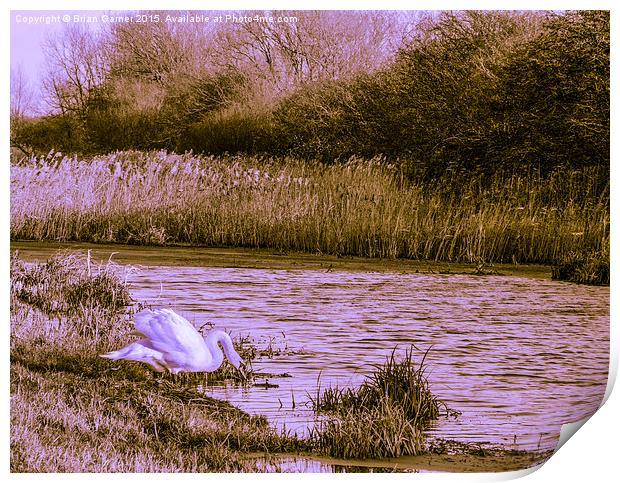  Swan on the Grantham Canal Print by Brian Garner