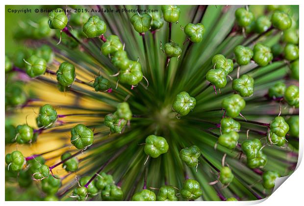 Allium Seedhead Print by Brian Garner