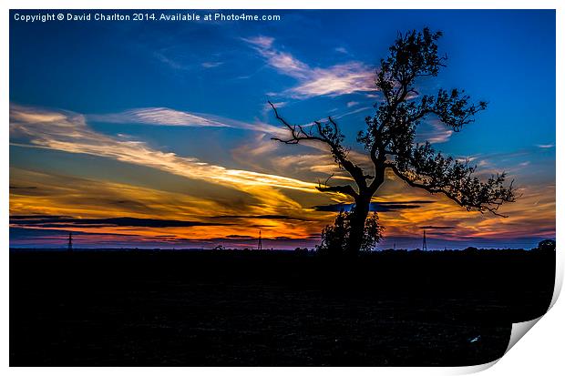  Silhouette Tree Print by David Charlton