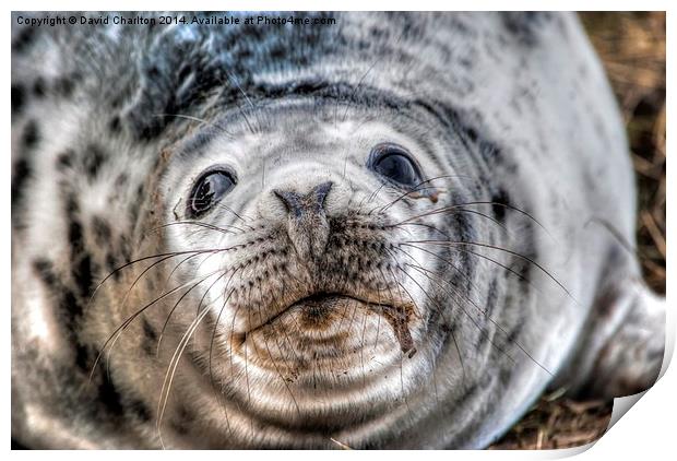  Grey Seal pup Print by David Charlton