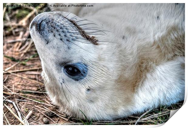 Grey Seal pup Print by David Charlton