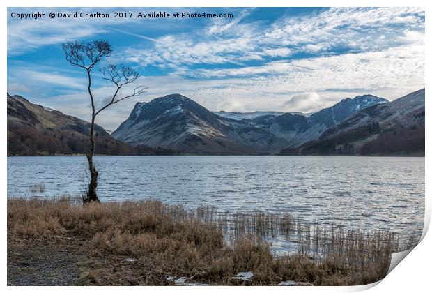   The Lone Tree , Buttermere Print by David Charlton