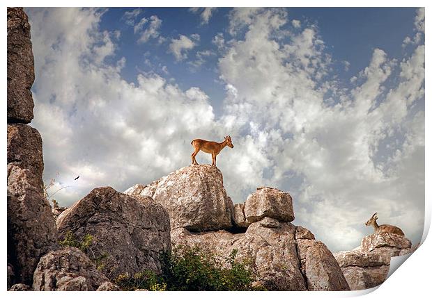 Wild mountain goats - Ibex in El Torcal,  Antequer Print by Mal Bray