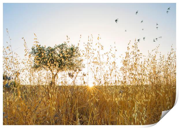 Olive Grove Sunrise with Swifts Print by Mal Bray