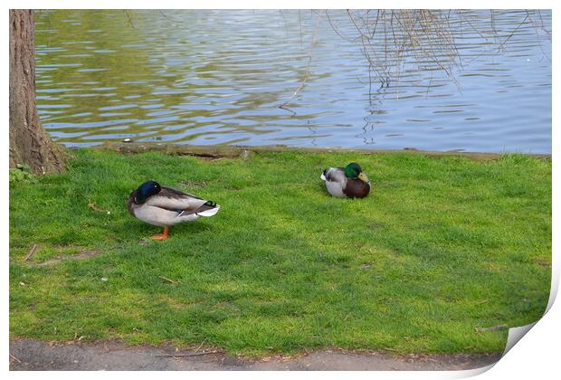 Ducks at Chelmsford Central Park Print by John Bridge