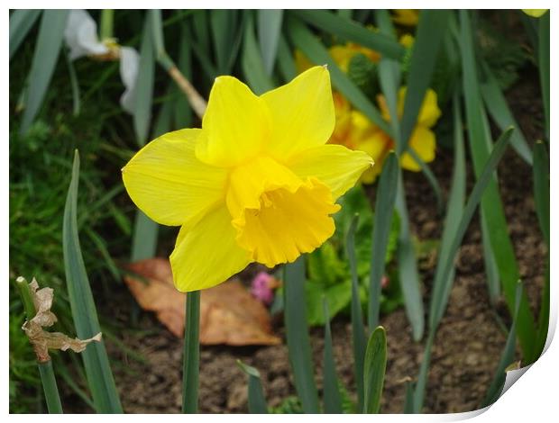 Chalkwell Park Daffodil Print by John Bridge