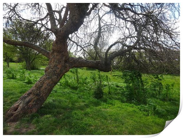 A Tree in Leigh Print by John Bridge