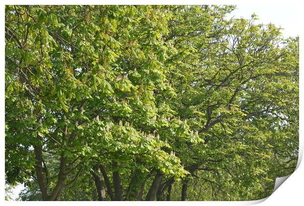 A Tree in Maldon Print by John Bridge