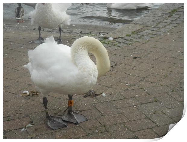 Swans at Christchurch Print by John Bridge