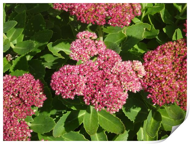 Blooming Flora Print by John Bridge