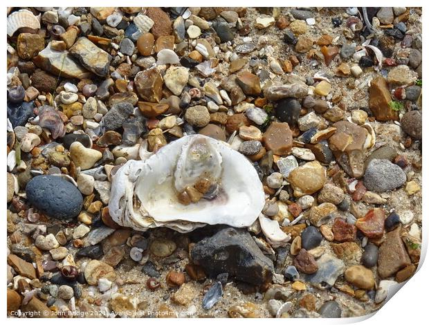 Oyster Shell at West Mersea Print by John Bridge