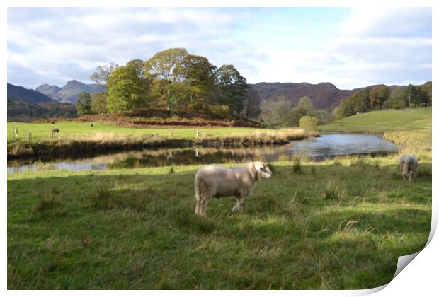 A Lonely Sheep in the Lake District Print by John Bridge