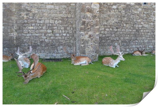 Resting Deer Print by John Bridge
