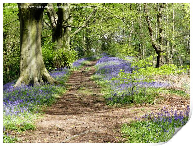 Spring woodland sunshine bluebells. Print by Andrew Heaps